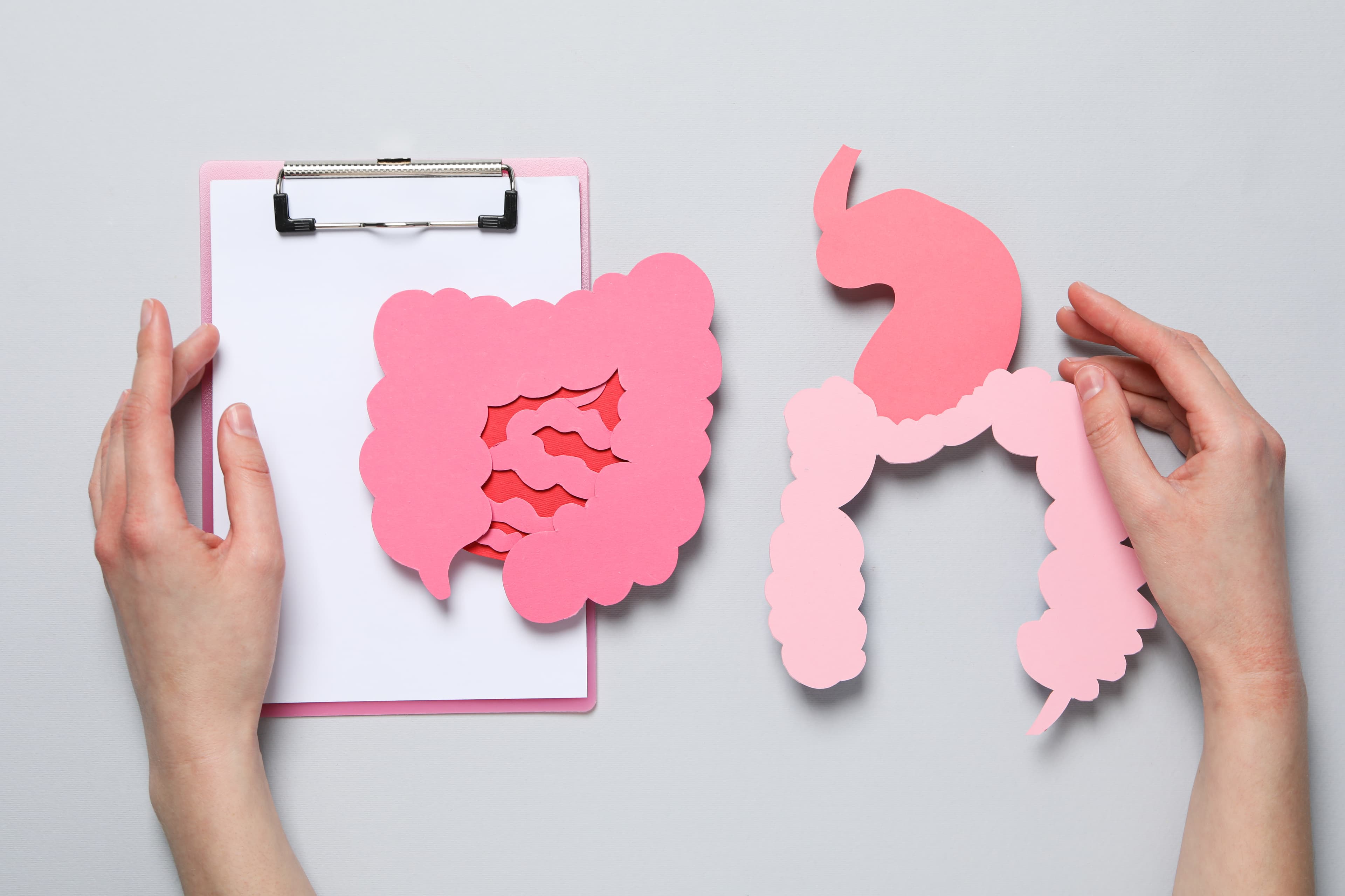 Zwei Hände halten rosa Papiermodelle von Magen und Darm über einem grauen Hintergrund.