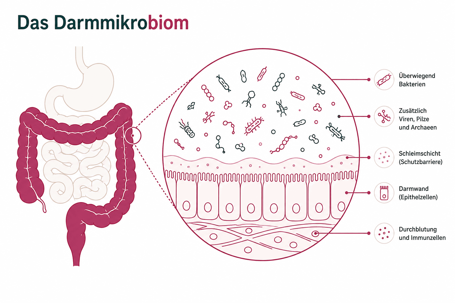 Schematische Darstellung des Darmmikrobioms mit verschiedenen Bakterienarten im Dickdarm
